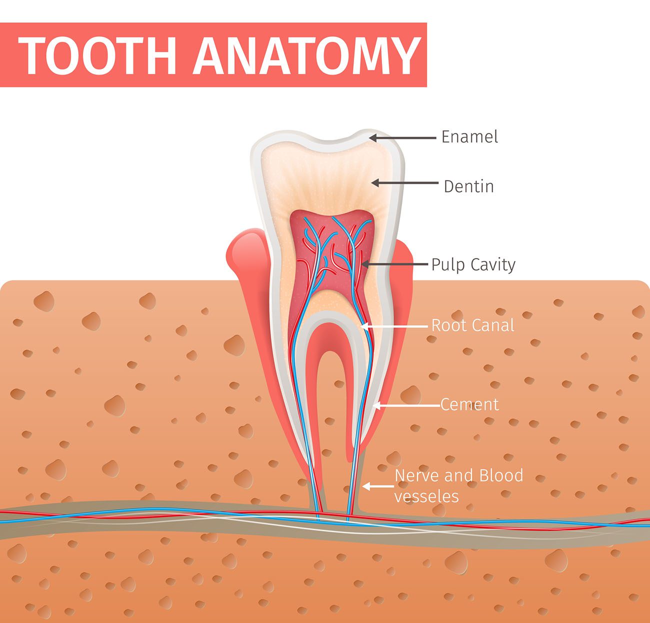 A Root Canal in Arlington Heights IL could help protect your tooth from an extraction
